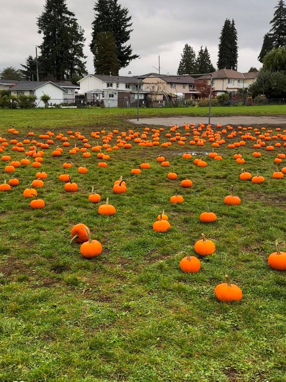 pumpkin patch